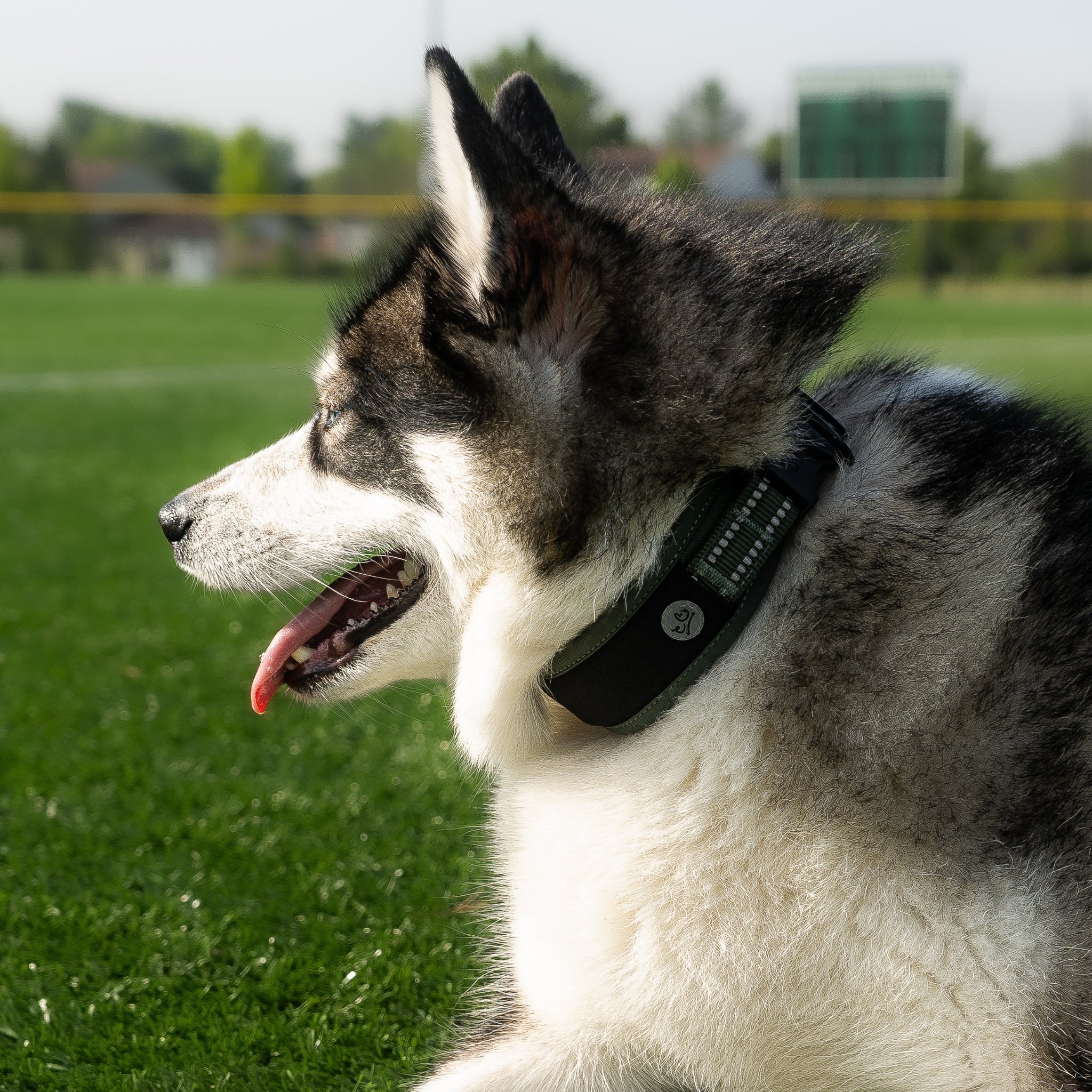 Side view of a dog wearing the Green Air Mesh dog collar. Waggy logo is shown with the details of the Cordura fabric and 3M stitching.