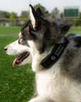 Side view of a dog wearing the Green Air Mesh dog collar. Waggy logo is shown with the details of the Cordura fabric and 3M stitching.