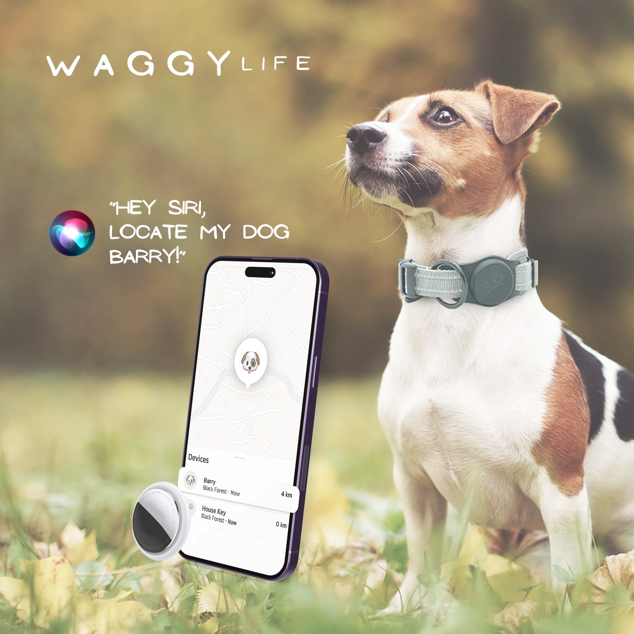 Dog wearing a Grey Air Mesh dog collar showing the Airtag holder attached. GPS tracking with Apple iphone example being used.