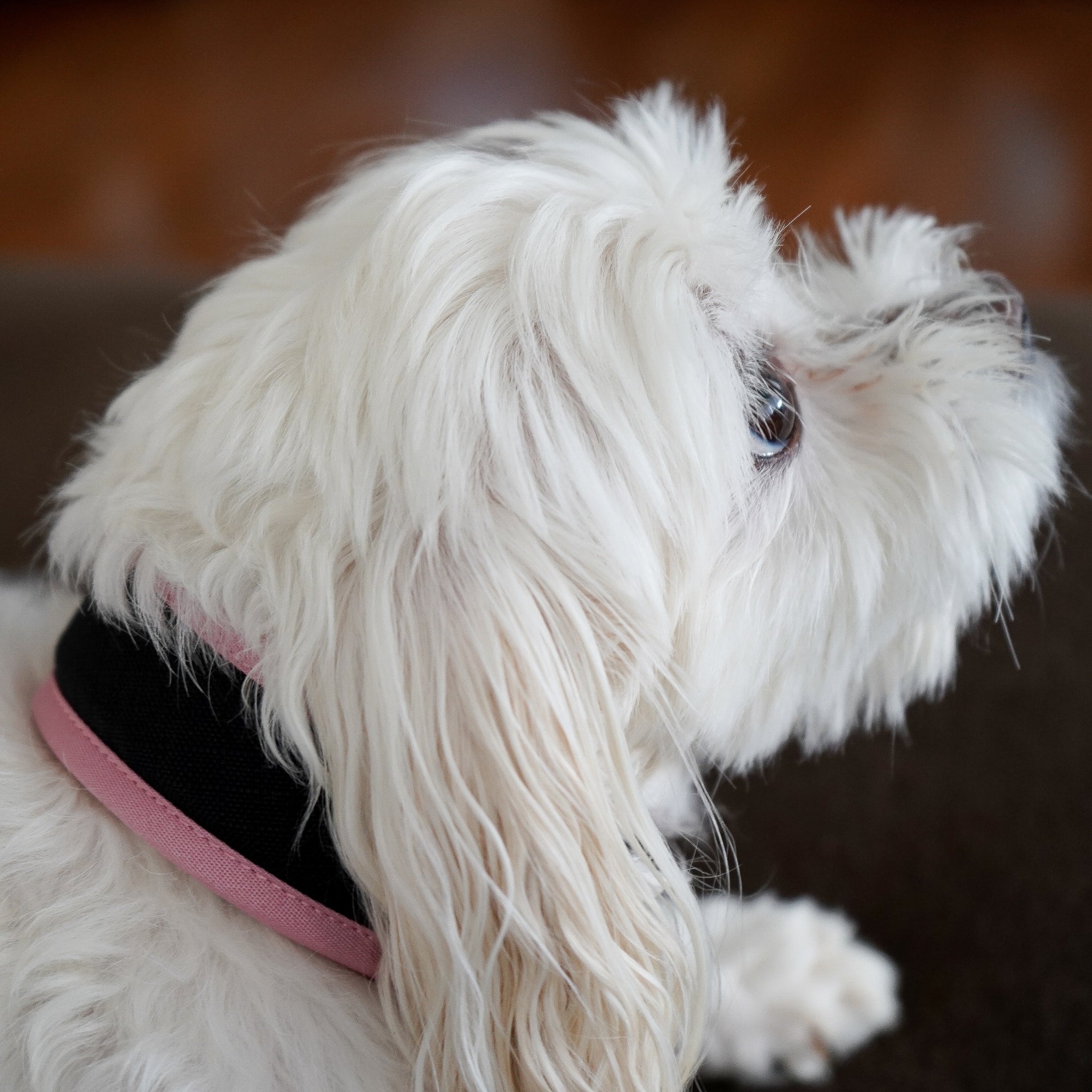 Pink Air Mesh collar showing the outer layer (Cordura fabric) of the collar. A white dog is wearing the pink collar.