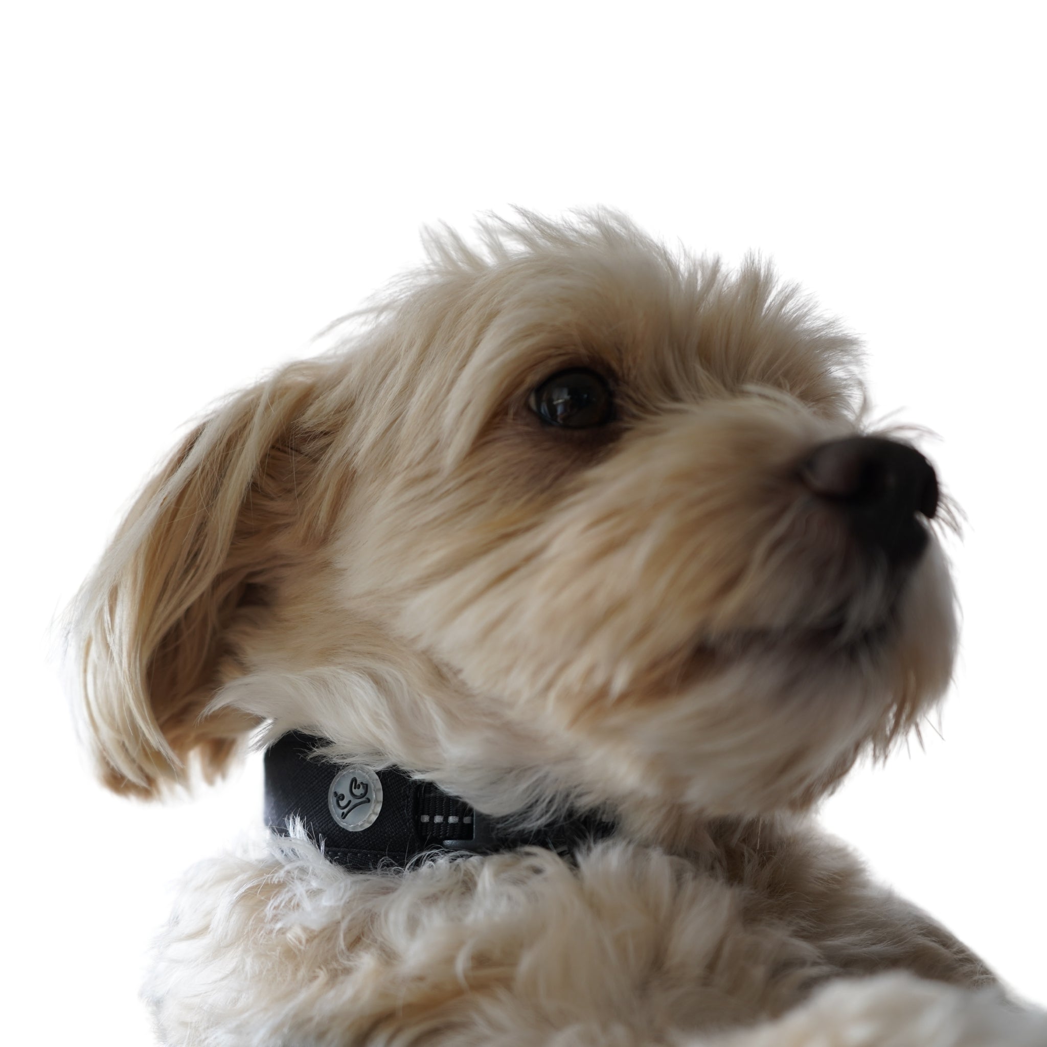 A dog wearing a Black Air Mesh collar displaying the Waggy logo