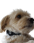 A dog wearing a Black Air Mesh collar displaying the Waggy logo