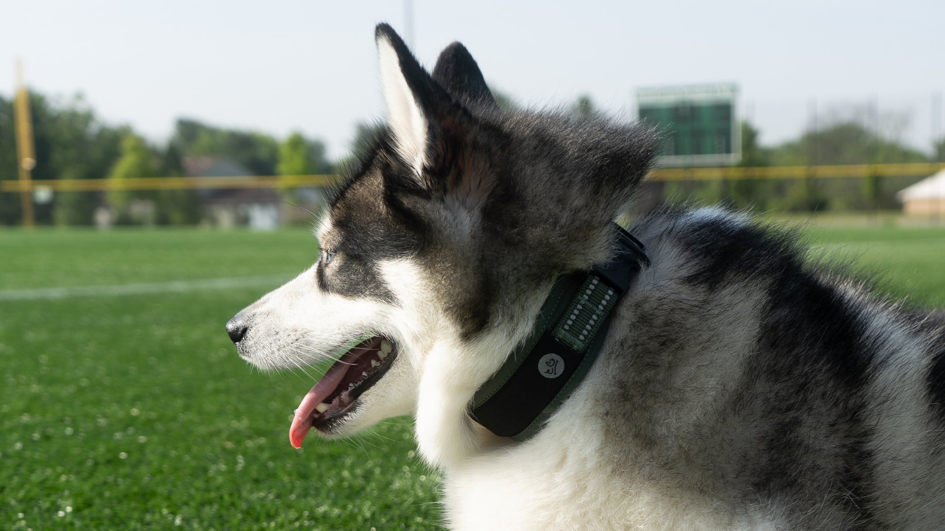 Dog at the park wearing a Green Air Mesh dog collar; side view showing 3M reflective stitching & Waggy logo