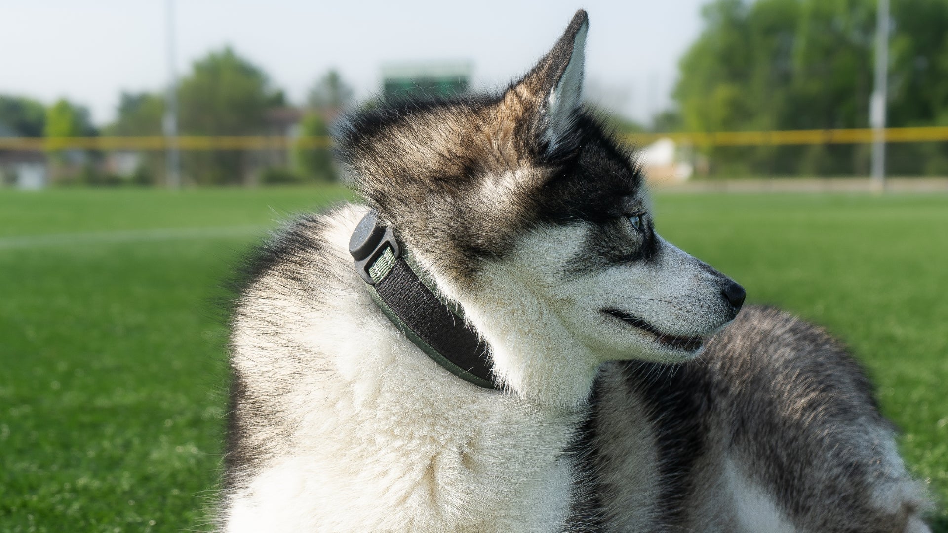 Dog at the park wearing Green Air Mesh collar showing the Airtag holder