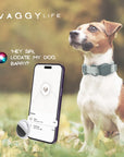 Dog wearing a Grey Air Mesh dog collar showing the Airtag holder attached. GPS tracking with Apple iphone example being used.