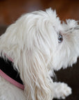 Pink Air Mesh collar showing the outer layer (Cordura fabric) of the collar. A white dog is wearing the pink collar.